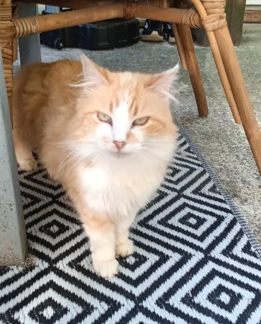 chatte reunited   33550 Paillet Roukie