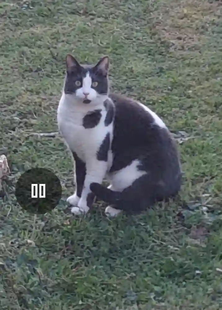Chatte Perdue 33 Gironde - Ruby Chatte Perdue 33 Gironde - Ruby