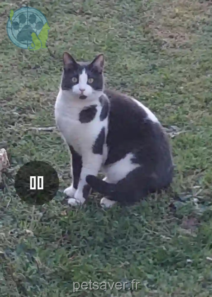 Chatte Perdue 33 Gironde - Ruby Chatte Perdue 33 Gironde - Ruby