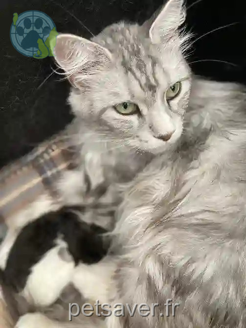 Chatte Trouvée 33 Gironde - Shanna Chatte Trouvée 33 Gironde - Shanna