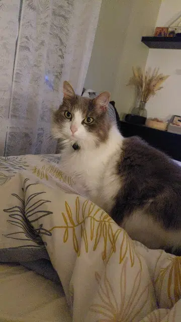 chatte reunited   33460 Macau Suki