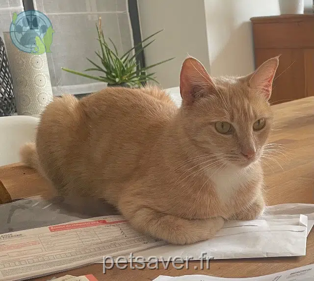 chatte reunited 33470 Gujan-Mestras Suzie
