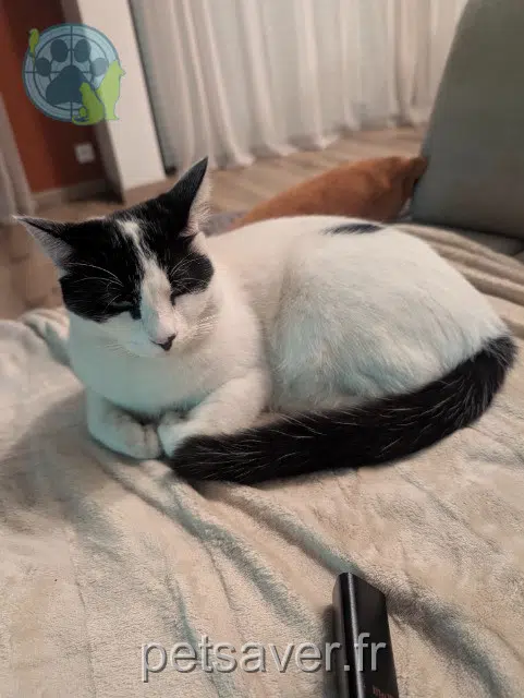 chatte reunited 33310 Lormont Tali