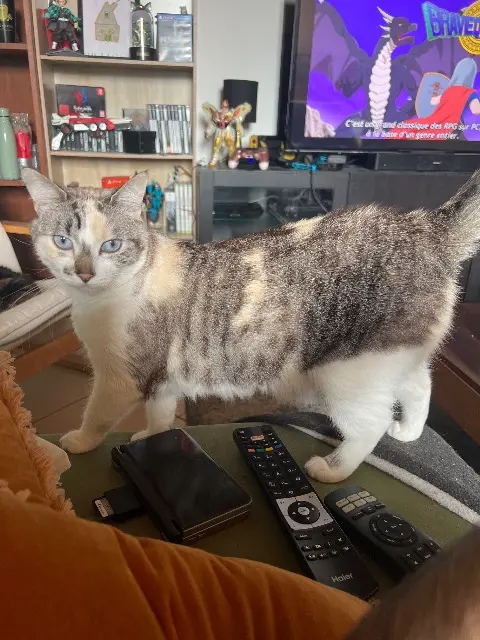 chatte reunited   33380 Biganos Tarot