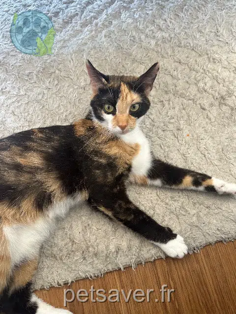 chatte reunited 33700 Mérignac Tendie