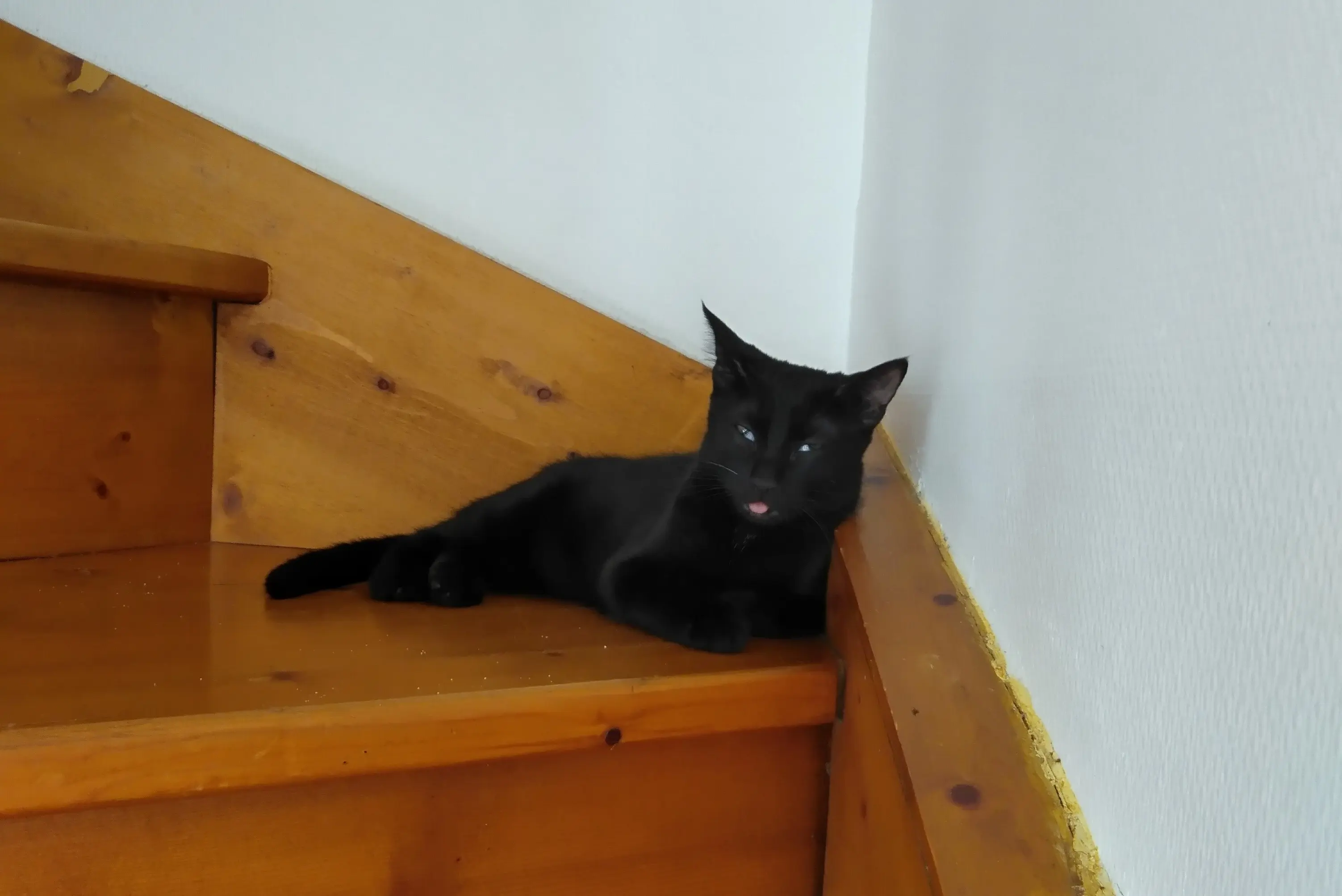 chatte reunited   33380 Biganos Théa