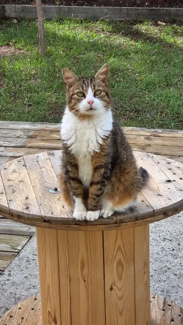 chatte reunited   33520 Bruges Tille