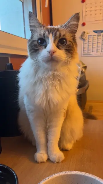 chatte reunited   33760 Targon Titoune