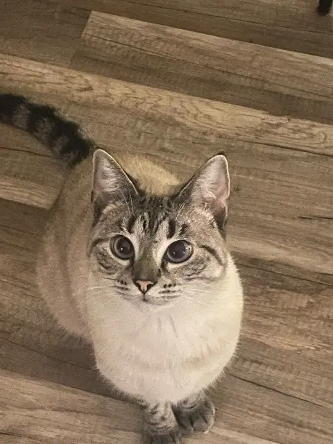 chatte reunited   33600 Pessac Uguette