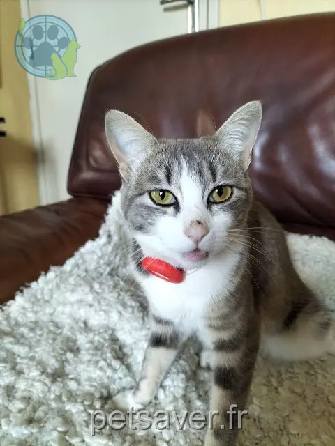 chatte reunited 33670 Sadirac Uma
