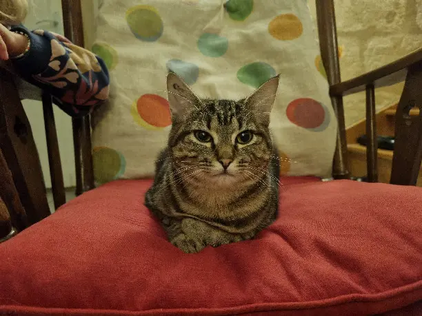 Chatte Perdue 33 Gironde - Valda Chatte Perdue 33 Gironde - Valda