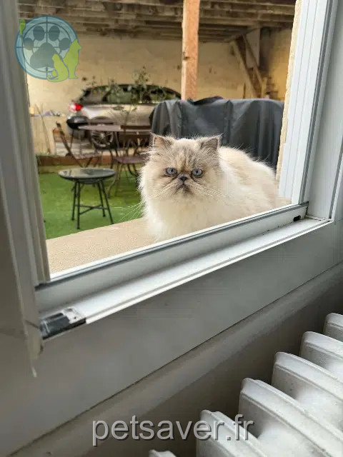 cat reunited   33210 Langon Vénus