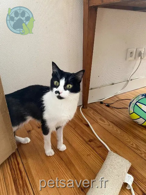 kat reunited   33500 Libourne Zelda