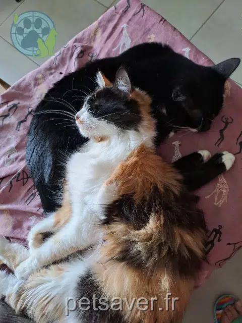 chatte reunited 33150 Cenon Zia