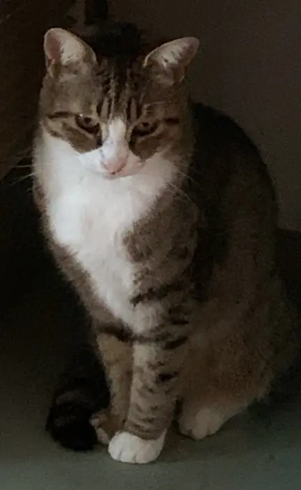 Chatte Perdue 33 Gironde - Zoe-dite-minette Chatte Perdue 33 Gironde - Zoe-dite-minette