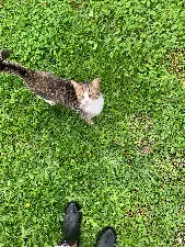 Chatte Perdue 33 Gironde - Zoé-dite-minette Chatte Perdue 33 Gironde - Zoé-dite-minette