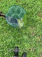 Chatte Perdue 33 Gironde - Zoé-dite-minette Chatte Perdue 33 Gironde - Zoé-dite-minette