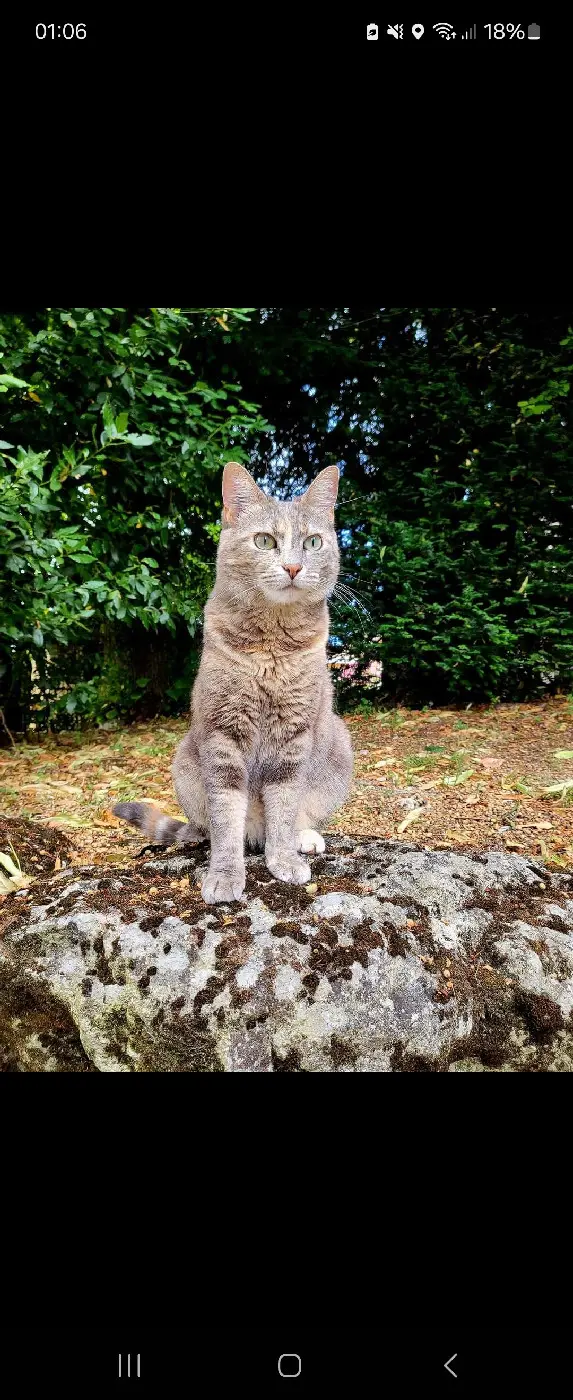 Chatte Trouvée 33 Gironde Chatte Trouvée 33 Gironde