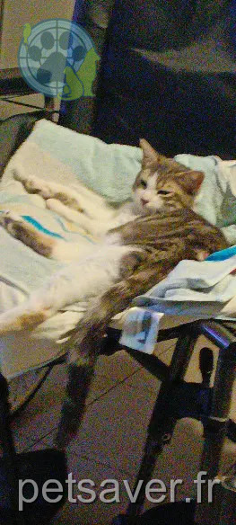 Chatte Trouvée 34 Hérault Chatte Trouvée 34 Hérault