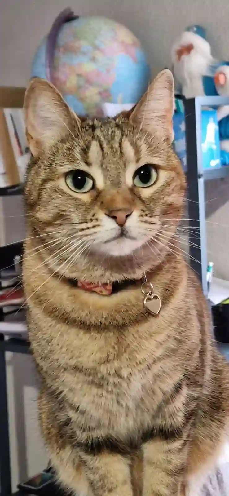 Chatte Trouvée 34 Hérault - Ahsoka Chatte Trouvée 34 Hérault - Ahsoka