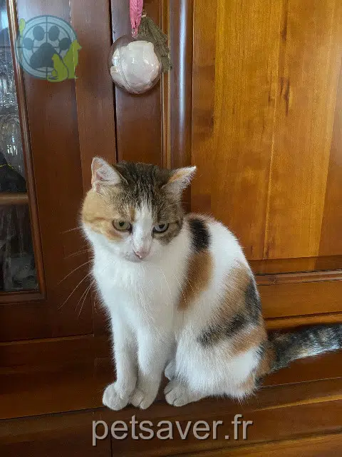 chatte reunited   34290 Lieuran-lès-Béziers Ange