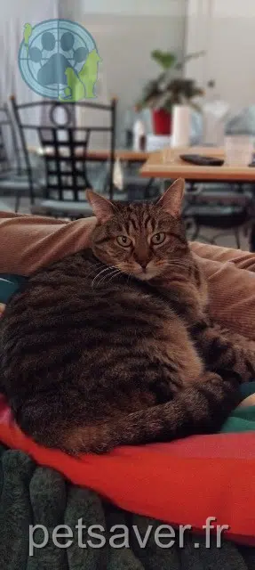 chatte reunited   34430 Saint-Jean-de-Védas Calice