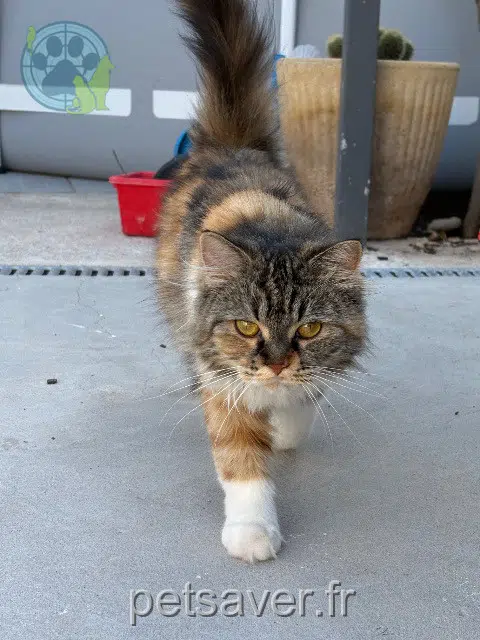 chatte reunited   34360 Cébazan Canelle