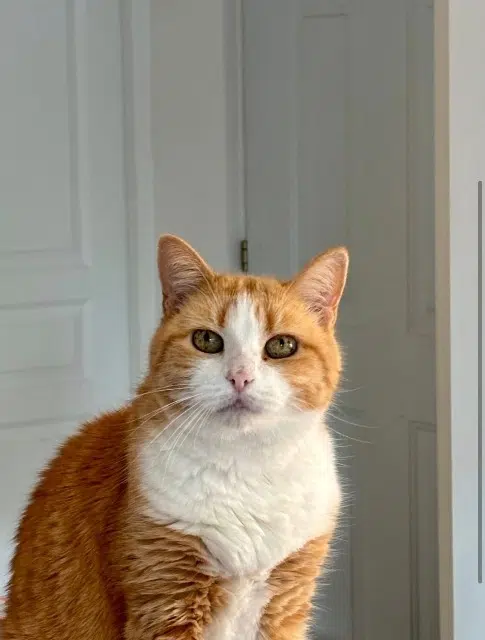 chatte reunited   34160 Saint-Geniès-des-Mourgues Cannelle