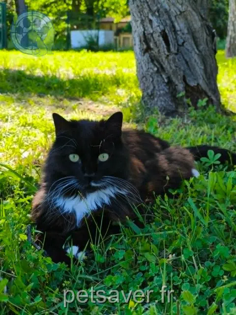 chatte reunited   34790 Grabels Cara