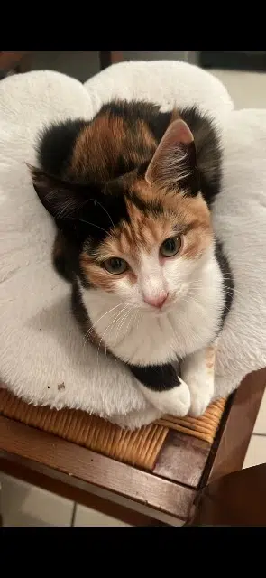 chatte reunited   34800 Clermont-l'Hérault Diva