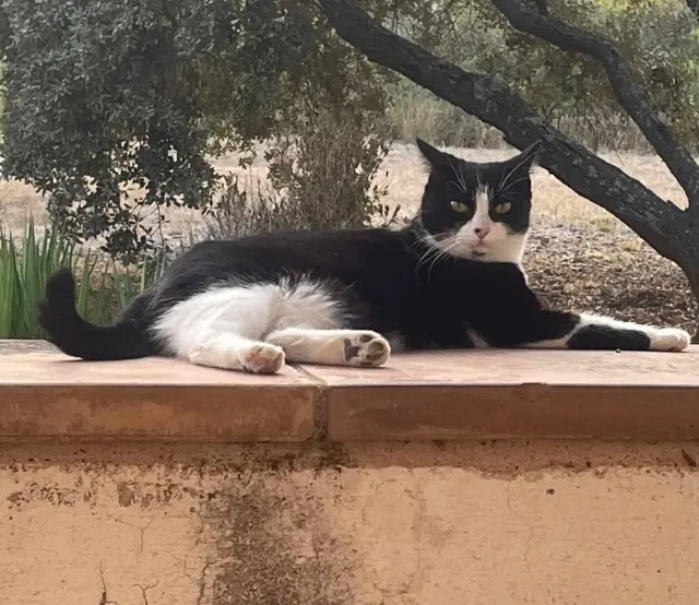 chatte reunited   34570 Pignan Felix le chat