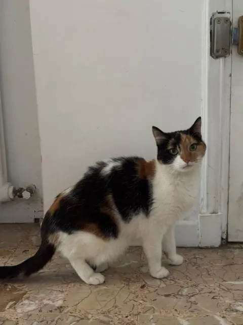 chatte reunited   34790 Grabels Goinfrette