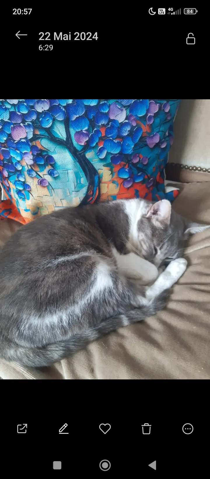 chatte reunited   34120 Pézenas Gouzon nicolas