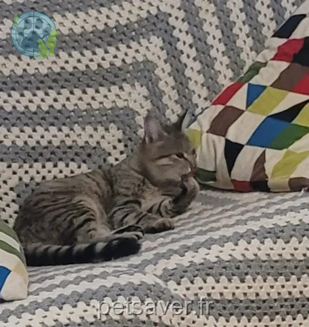 chatte reunited   34800 Canet Isis