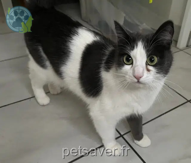 chatte reunited   34130 Mauguio Kikette