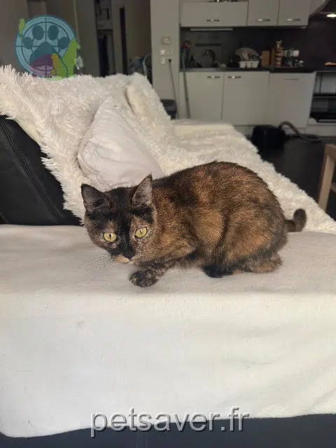 chatte reunited 34990 Juvignac Lili