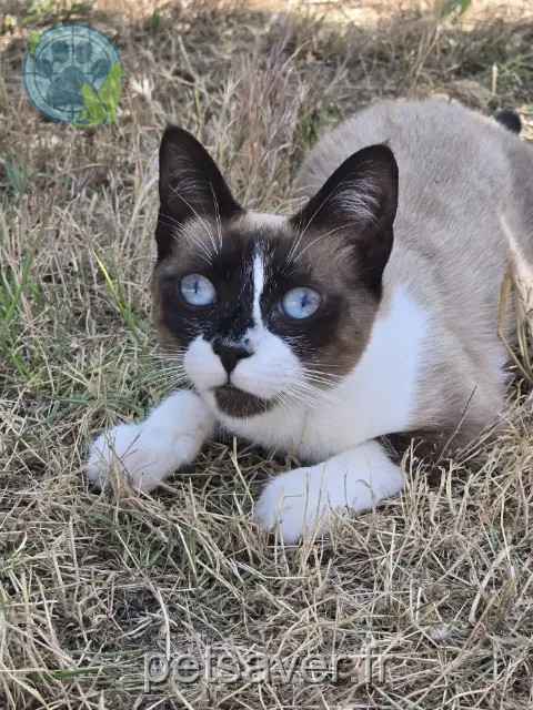 chatte reunited   34660 Cournonterral Lilou