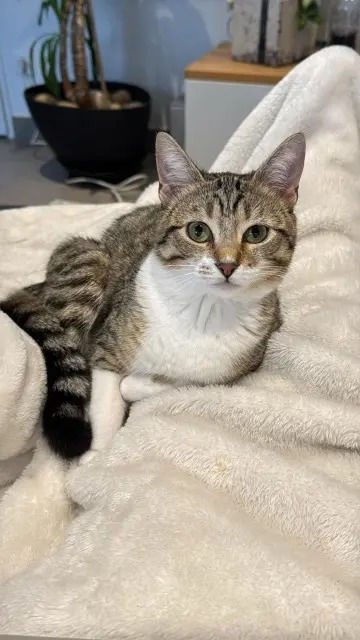 chatte reunited   34400 Saint-Just Lou