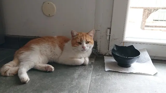 chatte reunited   34490 Lignan-sur-Orb Louny