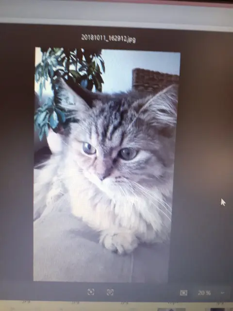 chatte reunited   34450 Vias Lucy