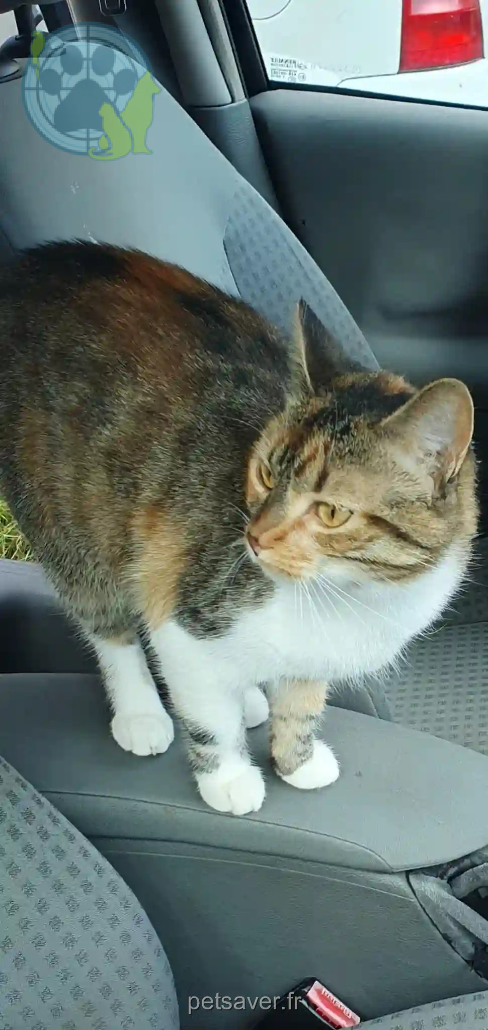 Chatte Trouvée 34 Hérault - Luma Chatte Trouvée 34 Hérault - Luma