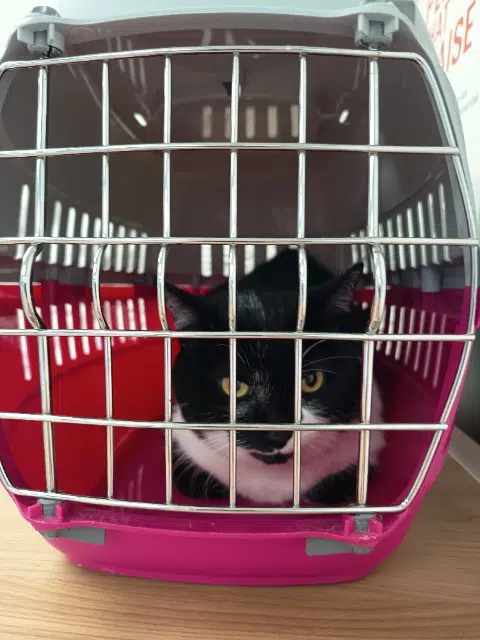 chatte reunited   34400 Lunel Luna