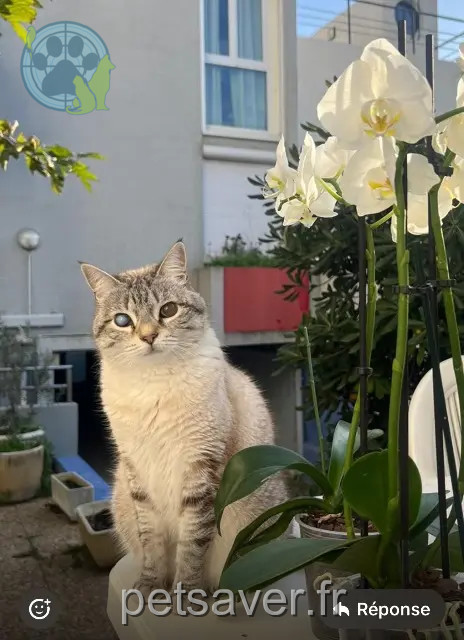 chatte reunited 34130 Mauguio Milka