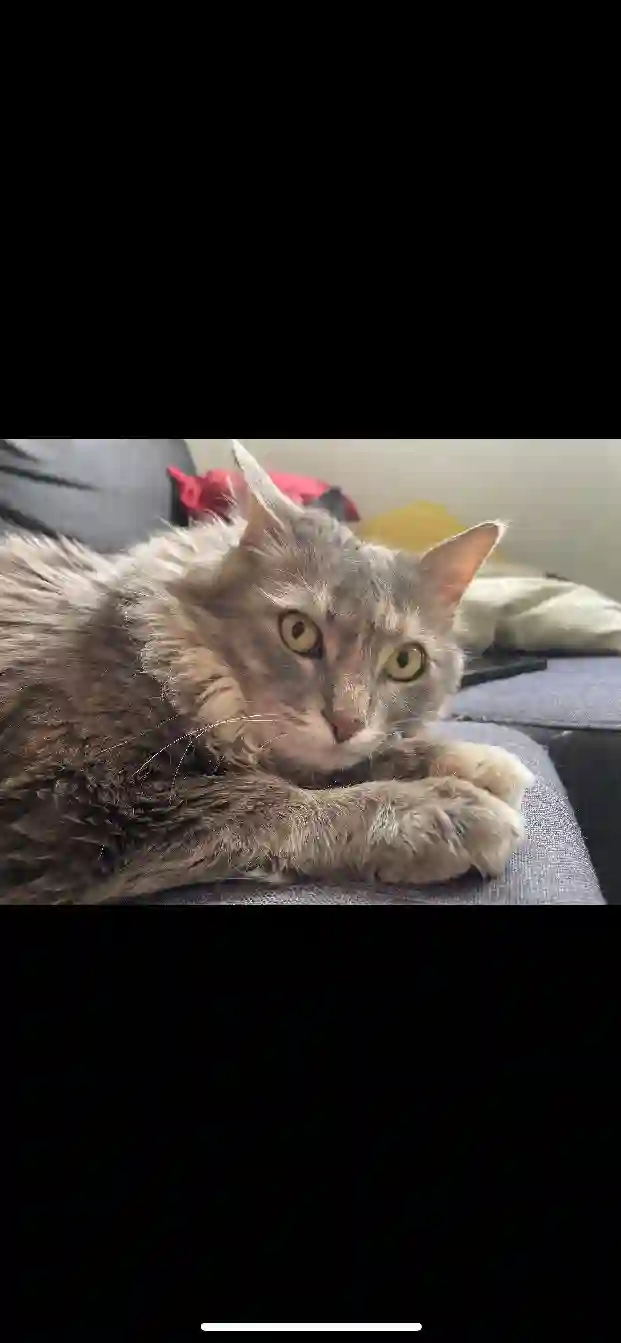 Chatte Trouvée 34 Hérault Montpellier - Anna Chatte Trouvée 34 Hérault Montpellier - Anna