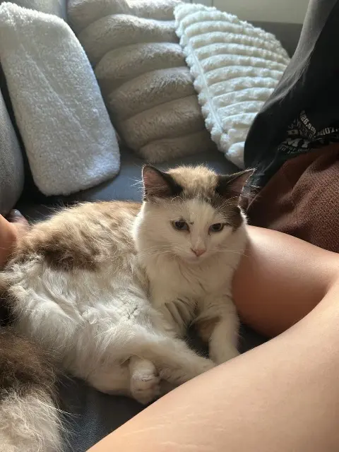 chatte reunited    Montpellier Aria