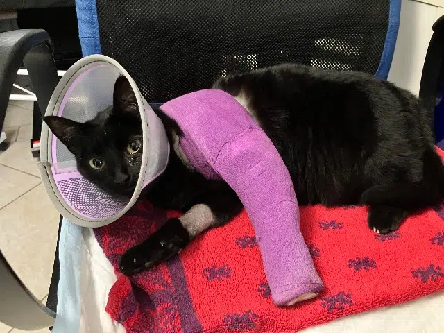 chatte reunited    Montpellier Calinette