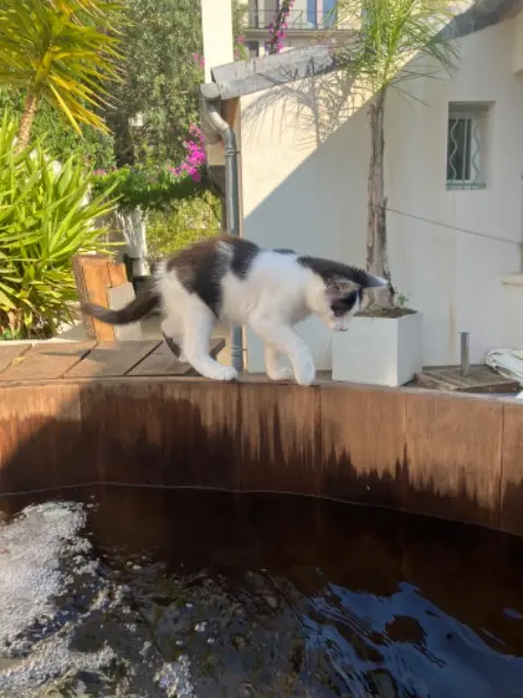 chatte reunited    Montpellier Gastoune