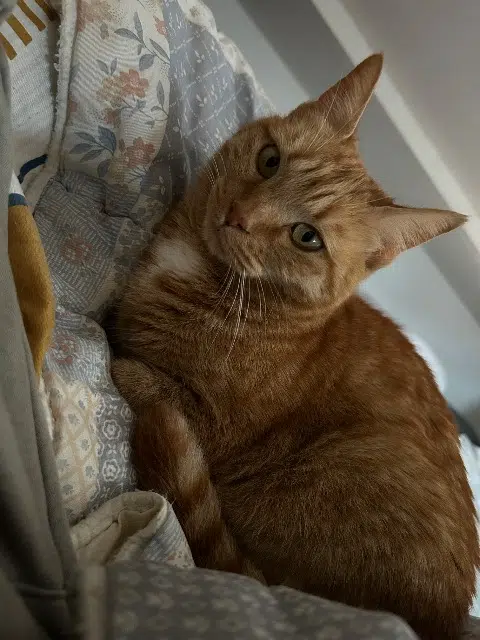 chatte reunited    Montpellier Ginger