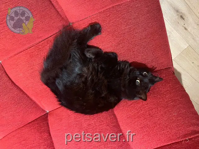 chatte reunited    Montpellier Kitten