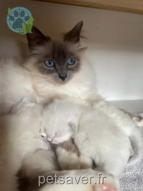 chatte reunited    Montpellier Litha
